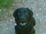 Labrador retriever Simba