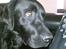 Labrador retriever Simba - Jeg må vist lige passe på  mit ben her......
