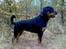Rottweiler Troja
