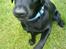 Labrador retriever Simba