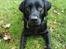 Labrador retriever Simba