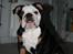 Engelsk bulldog Qupios Suprice Mille