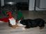 Engelsk bulldog Qupios Suprice Mille - Mille er en smule bange for nisser:-)