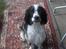 Cocker spaniel chikko - den røde løber, er lagt ud for mig, .