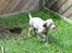 Blanding af racer Millie R.I.P. 16/9/2012 - Millie 7 uger 