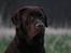 Labrador retriever Baloo - Jeg er klar !