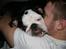 Engelsk bulldog Qupios Suprice Mille - Far gir super gode putte krammere