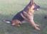 Schæferhund Sacko R.I.P :'(