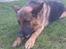 Schæferhund Sacko R.I.P :'( - Dø ben dø!!<3 foto Mig<3