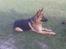 Schæferhund Sacko R.I.P :'( - Hvad er det han laver?