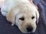Labrador retriever Bilbo - Her ligger jeg,bare lille mig