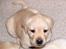 Labrador retriever Bilbo - Se, det er mig!