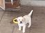 Labrador retriever Bilbo - Har lige leget med den gule gummireng...