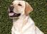 Labrador retriever Bilbo - Det er min mor