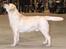 Labrador retriever Bilbo - Det er min far