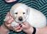 Labrador retriever Bilbo