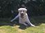 Labrador retriever Sofus