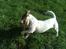 Jack russell terrier * Ellegårdens Jæger *  - hahaha se miig (;