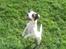 Jack russell terrier * Ellegårdens Jæger *  - hejhej d;.