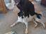 Labrador retriever Tanni<3