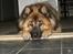 Eurasier Alto - her lægger jeg så sødt,gid du viste hvad jeg lige har gjort (;