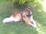 Eurasier Alto