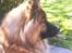 Eurasier Alto