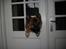 Eurasier Alto - DER var engang glas i :)