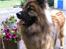 Eurasier Alto