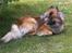 Eurasier Alto