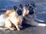 Eurasier Alto - alto og basse,