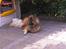 Eurasier Alto