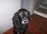 Blanding af racer Meeko R.I.P. 