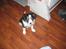 Blanding af racer Nala  - "Gir du en hundekiks?"!!! 