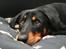 Blanding af racer Dobermann / Rotweiler 