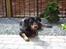 Blanding af racer Dobermann / Rotweiler 