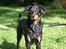Blanding af racer Dobermann / Rotweiler 