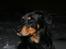 Blanding af racer Dobermann / Rotweiler 