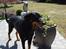 Blanding af racer Dobermann / Rotweiler 