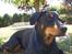 Blanding af racer Dobermann / Rotweiler 