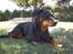 Blanding af racer Dobermann / Rotweiler 