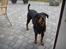 Blanding af racer Dobermann / Rotweiler 