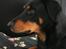 Blanding af racer Dobermann / Rotweiler 