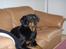 Blanding af racer Dobermann / Rotweiler 