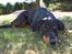 Blanding af racer Dobermann / Rotweiler 