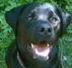 Labrador retriever Freja