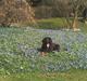Flat coated retriever Mille