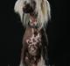 Chinese crested hårløs Aboo 