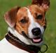 Jack russell terrier Gizmo (Mr Wonky Ears)
