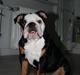 Engelsk bulldog Qupios Suprice Mille